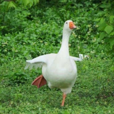 ���ͷ�񣺵����Ͳ����·�