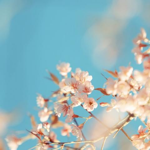 ���������羰ͷ��   ����ʱ�� ��������