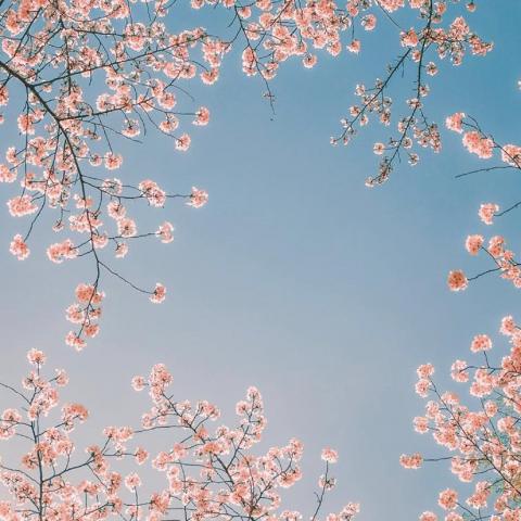 ���������羰ͷ��   ����ʱ�� ��������