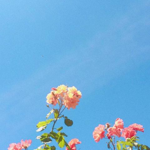 ���������羰ͷ��   ����ʱ�� ��������