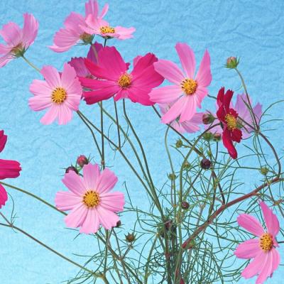 �ÿ��Ļ���羰΢��ͷ��     �����봺��