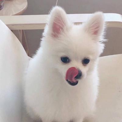 ΢��ͷ�񹷹�����ͼƬ    ʮ���ȶ���