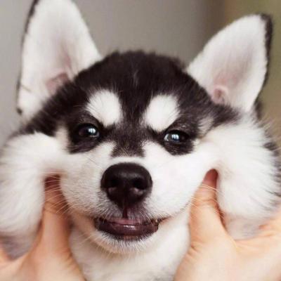 ΢��ͷ�񹷹�����ͼƬ    ʮ���ȶ���