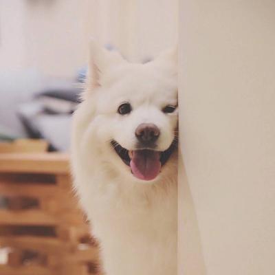 ΢��ͷ�񹷹�����ͼƬ    ʮ���ȶ���