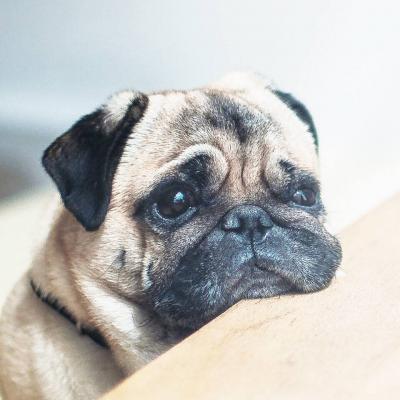 ΢��ͷ�񹷹�����ͼƬ    ʮ���ȶ���