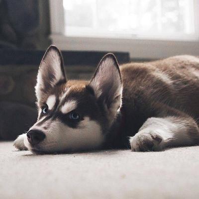 ΢��ͷ�񹷹�����ͼƬ    ʮ���ȶ���