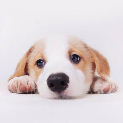 ΢��ͷ�񹷹�����ͼƬ    ʮ���ȶ���