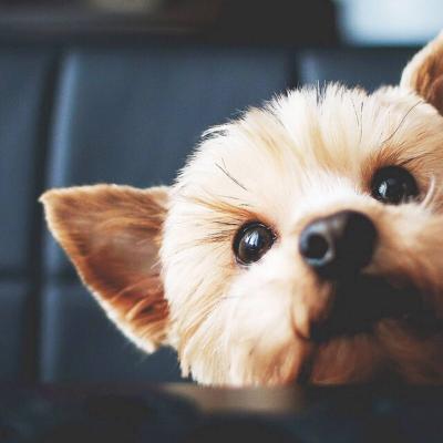 ΢��ͷ�񹷹�����ͼƬ    ʮ���ȶ���