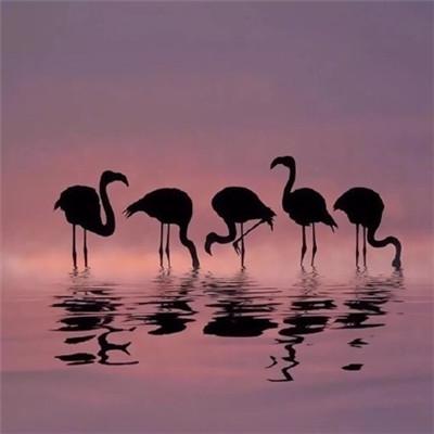 ��ˮ����õ�΢��ͷ��  ���޺�������