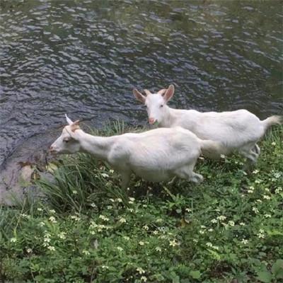 ��ˮ����õ�΢��ͷ��  ���޺�������