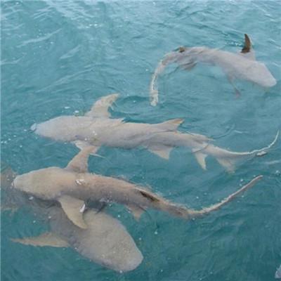 �������вƵ�΢��ͷ��   �����ٻ�����Ŷ