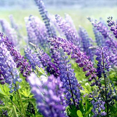 ΢��ͷ�����вƻ���   �����ź��˵Ļ���ͷ��ѡ