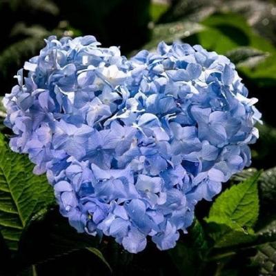 ΢��ͷ�����вƻ���   �����ź��˵Ļ���ͷ��ѡ