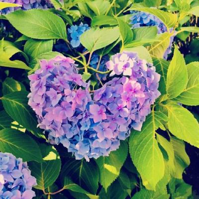 ΢��ͷ�����вƻ���   �����ź��˵Ļ���ͷ��ѡ