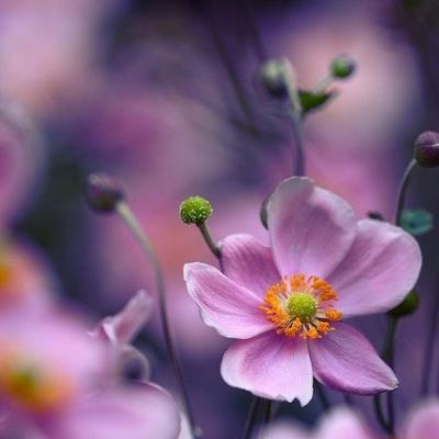 ΢��ͷ�����вƻ���   �����ź��˵Ļ���ͷ��ѡ