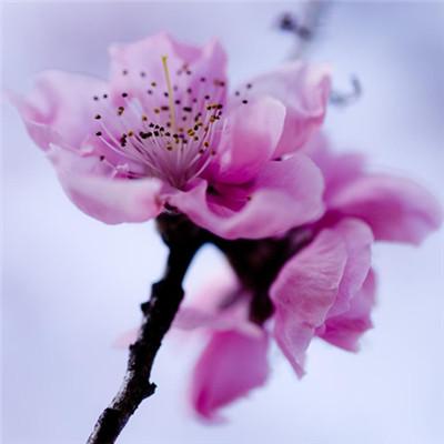 ΢��ͷ�����вƻ���   �����ź��˵Ļ���ͷ��ѡ