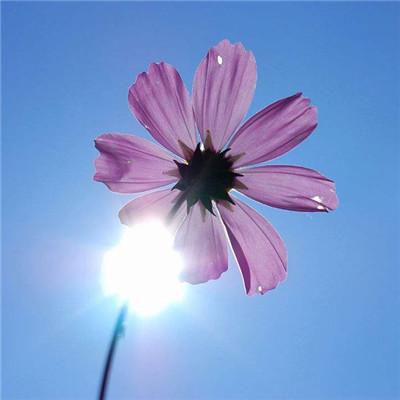 ΢��ͷ�����вƻ���   �����ź��˵Ļ���ͷ��ѡ