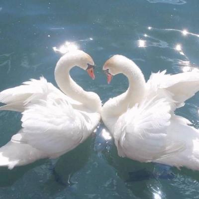 ��������˵�΢��ͷ��  ������Ҳ��һ������