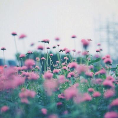 �ÿ�ͷ��ͼƬ�羰     ��հ�����ŵ��