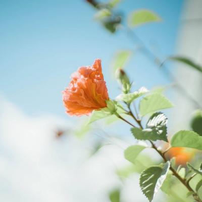 �ÿ�ͷ��ͼƬ�羰     ��հ�����ŵ��