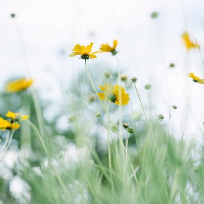 �ÿ�ͷ��ͼƬ�羰     ��հ�����ŵ��