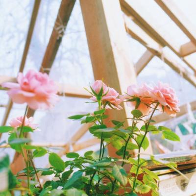 �ÿ�ͷ��ͼƬ�羰     ��հ�����ŵ��