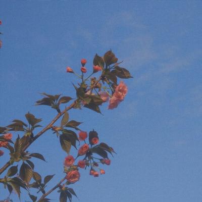 �ÿ�ͷ��ͼƬ�羰     ��հ�����ŵ��