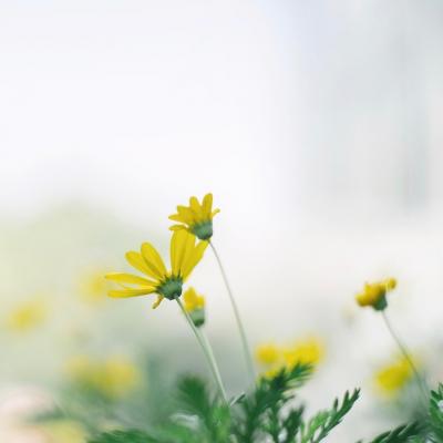 �ÿ�ͷ��ͼƬ�羰     ��հ�����ŵ��