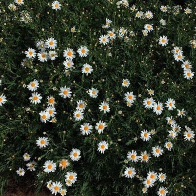 �ÿ�ͷ��ͼƬ�羰     ��հ�����ŵ��