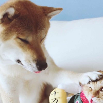 ����ֵè������ͷ��?