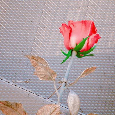 ΢�ź��˻���ͷ��Ů  ���˻����㲻�ڶ���