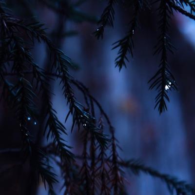 2018����Ψ��΢��ͷ��      �����봺��