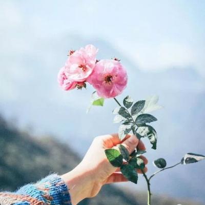 ΢��ͷ��Ψ���⾳       ĺ������