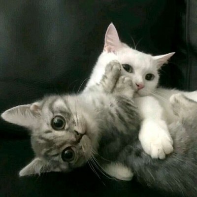 ����/��ͷ�����������յ�С������~