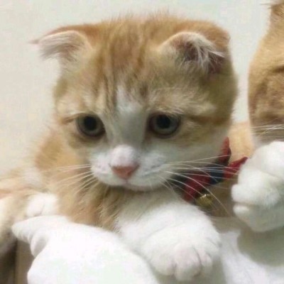 ����/��ͷ�����������յ�С������~