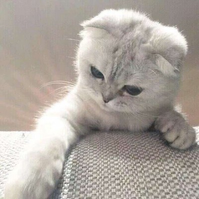 ����/��ͷ�����������յ�С������~