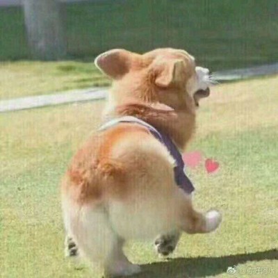 ����/��ͷ�����������յ�С������~