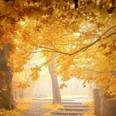 Ψ����ɫ����ǳ�����׹��