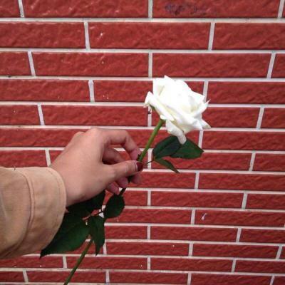 ���շݱ���ͼ