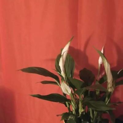 ���յı���ͼȥ��ù��