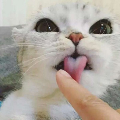 ����������/�ɰ� ͷ��