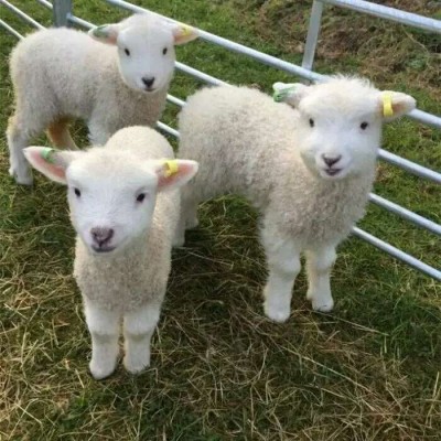 ����������/�ɰ� ͷ��