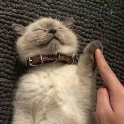 ����������/�ɰ� ͷ��