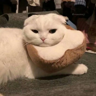 ����������/�ɰ� ͷ��