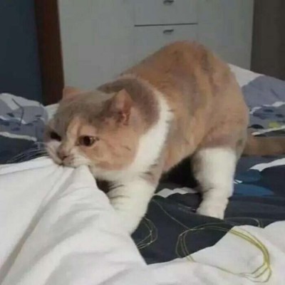 ����������/�ɰ� ͷ��