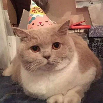 ����������/�ɰ� ͷ��