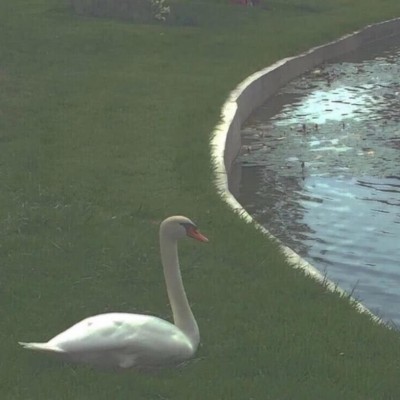 ʮ�����