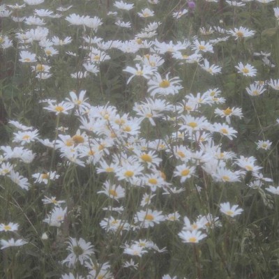 ʮ�����