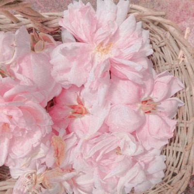 ʮ�����