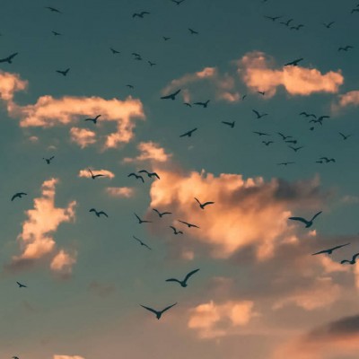 ʮ�����